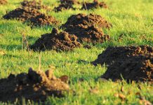 Szkodniki roślin w ogrodzie – ślimaki, krety, turkucie, gryzonie Szkodniki roślin w ogrodzie
