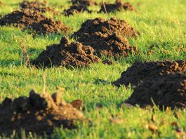Szkodniki roślin w ogrodzie – ślimaki, krety, turkucie, gryzonie Szkodniki roślin w ogrodzie