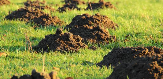 Szkodniki roślin w ogrodzie – ślimaki, krety, turkucie, gryzonie Szkodniki roślin w ogrodzie